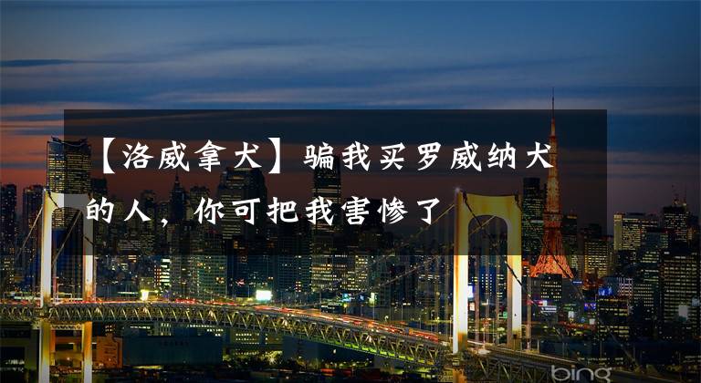 【洛威拿犬】骗我买罗威纳犬的人,你可把我害惨了