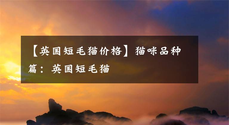 【英国短毛猫价格】猫咪品种篇：英国短毛猫