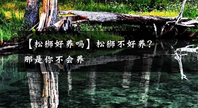 【松狮好养吗】松狮不好养?那是你不会养