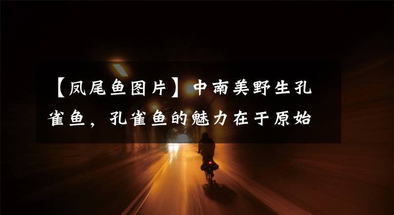 【凤尾鱼图片】中南美野生孔雀鱼,孔雀鱼的魅力在于原始的狂野
