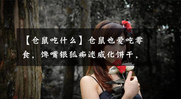 【仓鼠吃什么】仓鼠也爱吃零食，馋嘴银狐痴迷威化饼干，吃相真的很难看