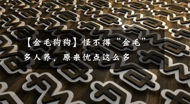 【金毛狗狗】怪不得“金毛”多人养，原来优点这么多