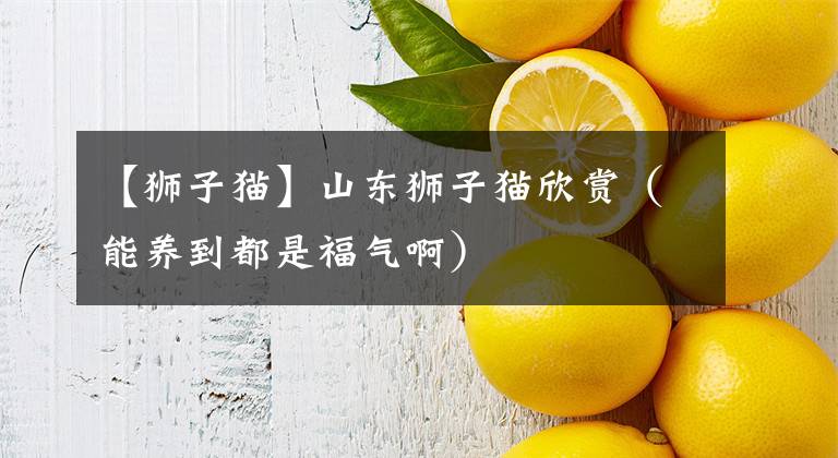 【狮子猫】山东狮子猫欣赏（能养到都是福气啊）