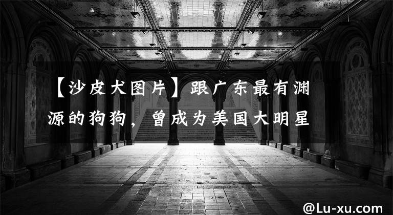 【沙皮犬图片】跟广东最有渊源的狗狗，曾成为美国大明星，但现在数量稀少