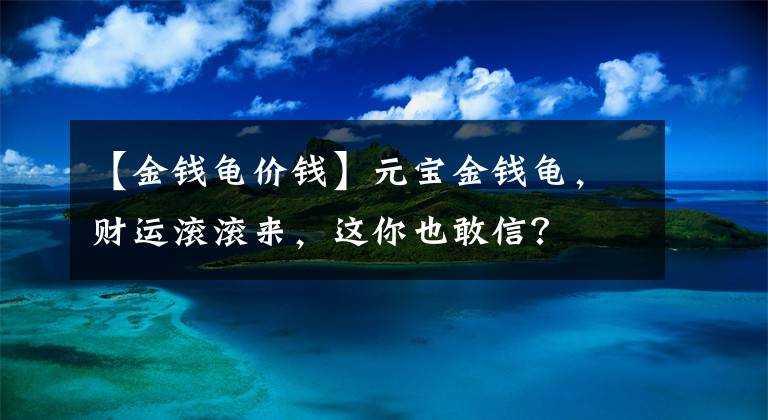 【金钱龟价钱】元宝金钱龟，财运滚滚来，这你也敢信？
