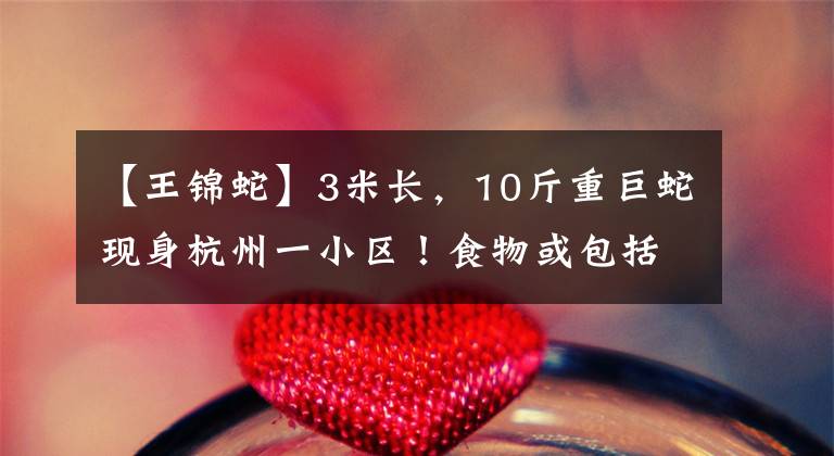 【王锦蛇】3米长，10斤重巨蛇现身杭州一小区！食物或包括猫、狗，不怕雄黄