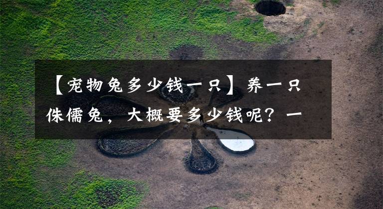 【宠物兔多少钱一只】养一只侏儒兔,大概要多少钱呢?一个养兔玩家的自白