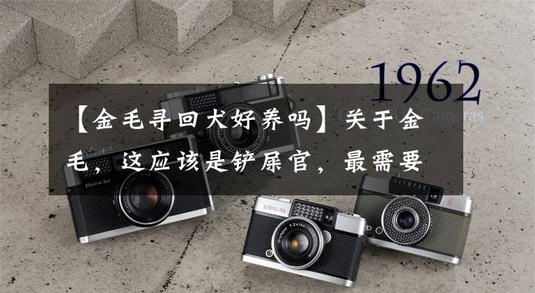【金毛寻回犬好养吗】关于金毛，这应该是铲屎官，最需要了解的5个问题