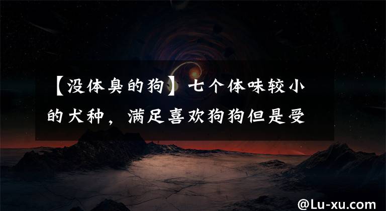 【没体臭的狗】七个体味较小的犬种，满足喜欢狗狗但是受不了气味的您