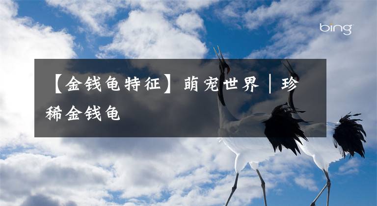 【金钱龟特征】萌宠世界|珍稀金钱龟