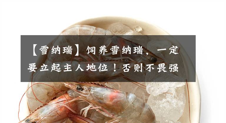 【雪纳瑞】饲养雪纳瑞，一定要立起主人地位！否则不畏强权的它不会给你面子