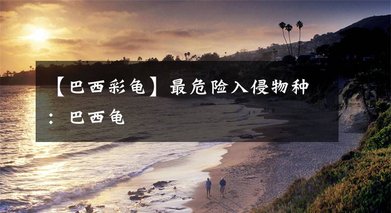 【巴西彩龟】最危险入侵物种：巴西龟