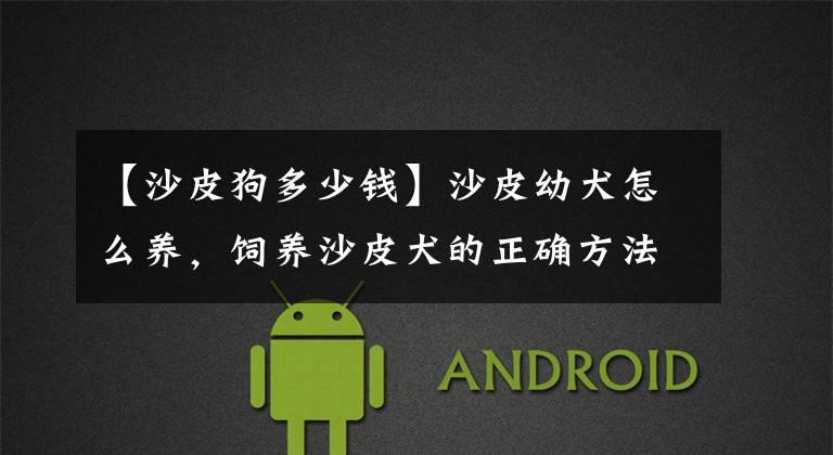 【沙皮狗多少钱】沙皮幼犬怎么养，饲养沙皮犬的正确方法