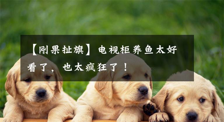【刚果扯旗】电视柜养鱼太好看了，也太疯狂了！