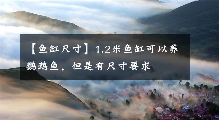 【鱼缸尺寸】1.2米鱼缸可以养鹦鹉鱼,但是有尺寸要求