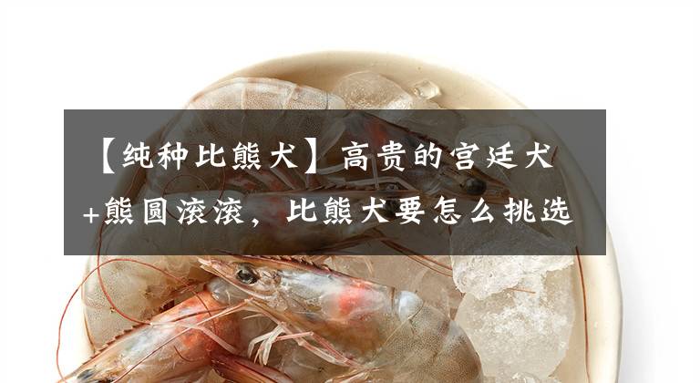 【纯种比熊犬】高贵的宫廷犬+熊圆滚滚，比熊犬要怎么挑选？