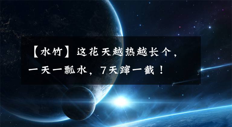 【水竹】这花天越热越长个,一天一瓢水,7天蹿一截!