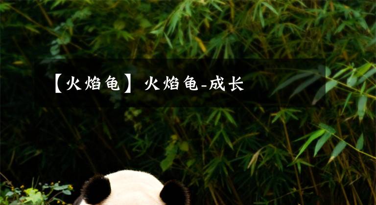 【火焰龟】火焰龟-成长