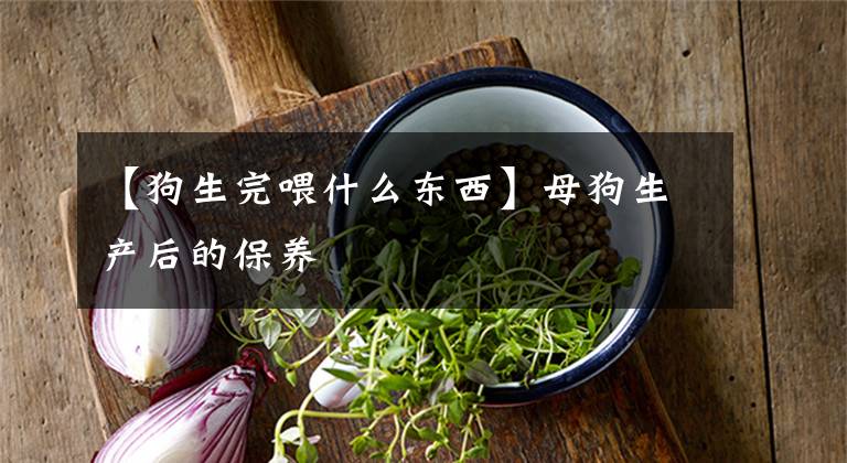 【狗生完喂什么东西】母狗生产后的保养