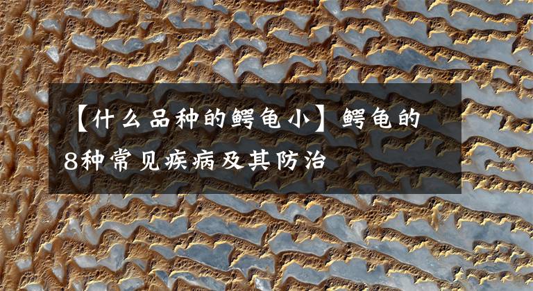 【什么品种的鳄龟小】鳄龟的8种常见疾病及其防治