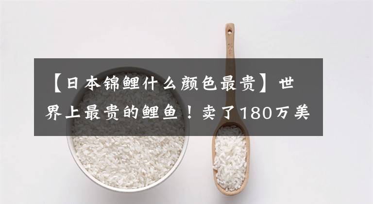【日本锦鲤什么颜色最贵】世界上最贵的鲤鱼!卖了180万美元