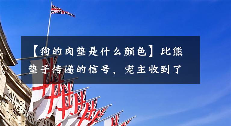 【狗的肉垫是什么颜色】比熊垫子传递的信号，宠主收到了吗？