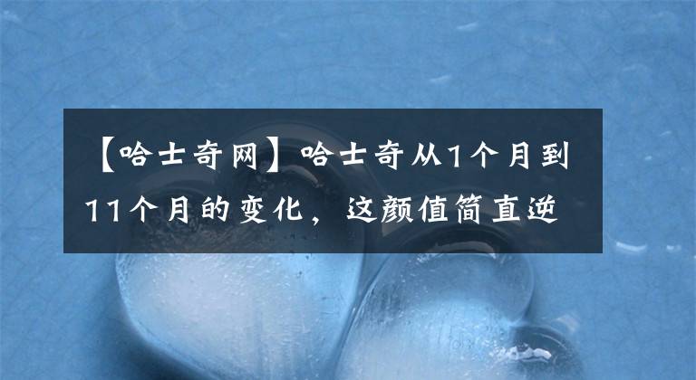 【哈士奇网】哈士奇从1个月到11个月的变化，这颜值简直逆天...