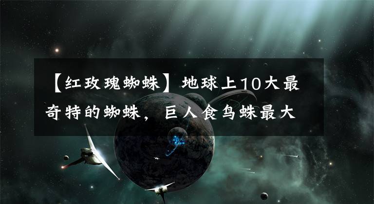 【红玫瑰蜘蛛】地球上10大最奇特的蜘蛛,巨人食鸟蛛最大,巴西漫遊蜘蛛最致命