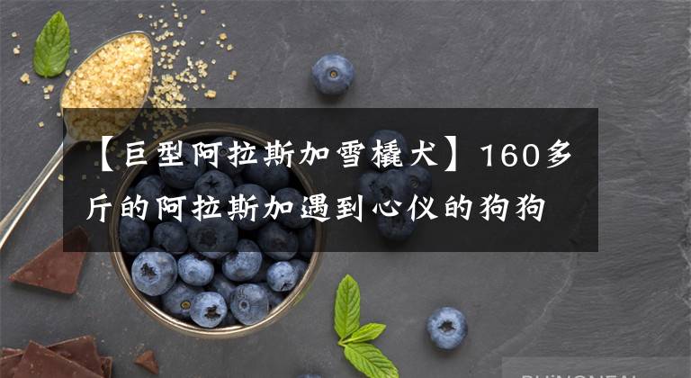 【巨型阿拉斯加雪橇犬】160多斤的阿拉斯加遇到心仪的狗狗，那场面太疯狂，根本控制不住