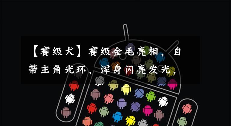 【赛级犬】赛级金毛亮相，自带主角光环，浑身闪亮发光，网友：纵享丝滑~