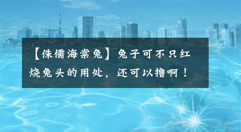 【侏儒海棠兔】兔子可不只红烧兔头的用处，还可以撸啊！快来看超可爱的宠物兔们