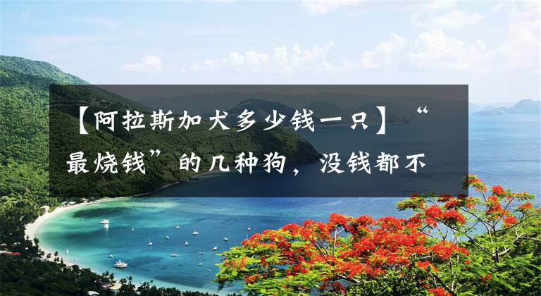 【阿拉斯加犬多少钱一只】“最烧钱”的几种狗，没钱都不敢养，能养的都不是普通人