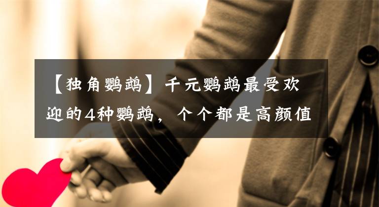 【独角鹦鹉】千元鹦鹉最受欢迎的4种鹦鹉，个个都是高颜值，有2种懒人勿养