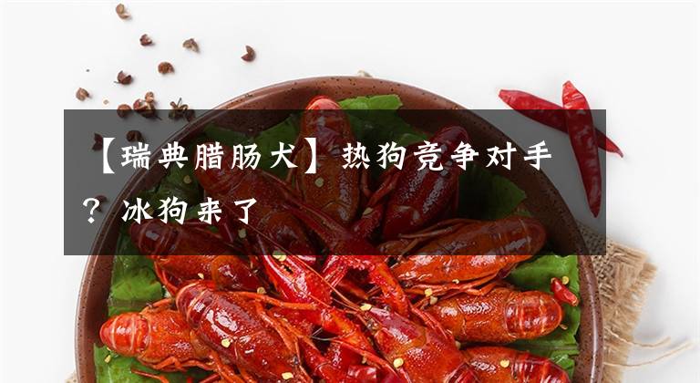 【瑞典腊肠犬】热狗竞争对手?冰狗来了