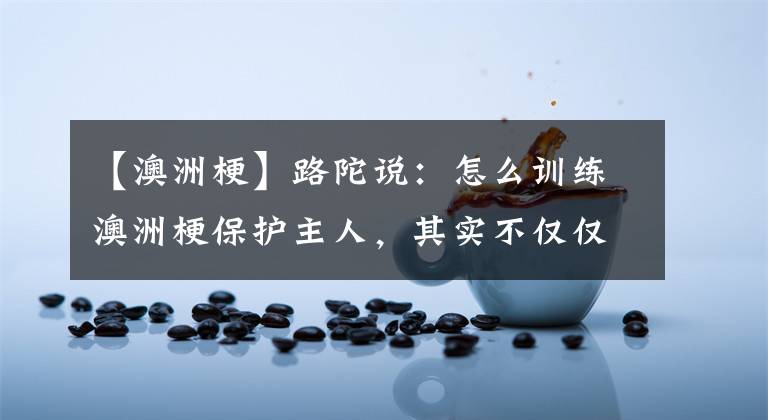 【澳洲梗】路陀说：怎么训练澳洲梗保护主人，其实不仅仅是这一种狗这样操作