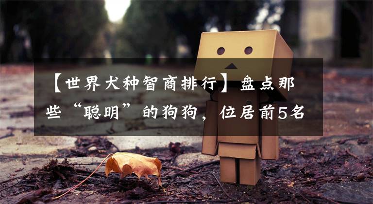 【世界犬种智商排行】盘点那些“聪明”的狗狗，位居前5名可不是摆设