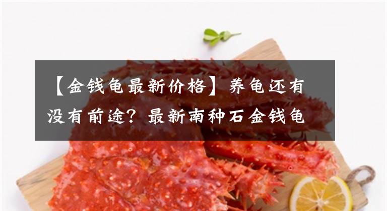 【金钱龟最新价格】养龟还有没有前途？最新南种石金钱龟龟苗价格