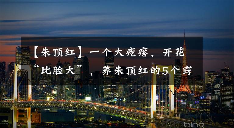 【朱顶红】一个大疙瘩,开花“比脸大”,养朱顶红的5个窍门,年年开大花