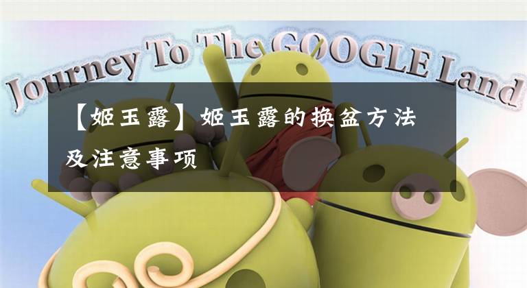 【姬玉露】姬玉露的换盆方法及注意事项