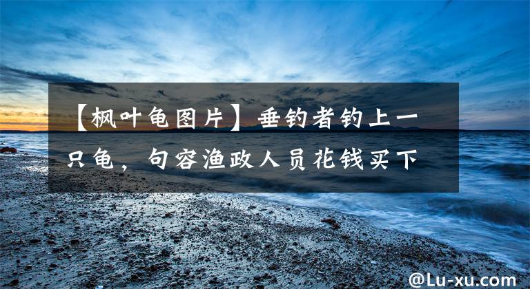 【枫叶龟图片】垂钓者钓上一只龟，句容渔政人员花钱买下，回去一查是世界濒危物种