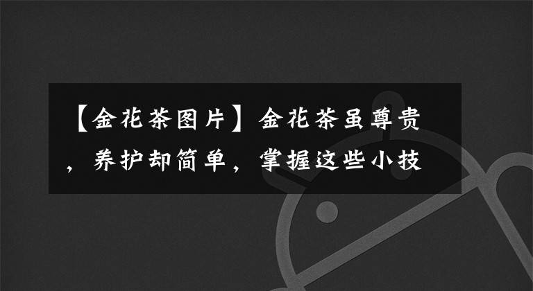【金花茶图片】金花茶虽尊贵，养护却简单，掌握这些小技巧，花朵金灿灿，来看看