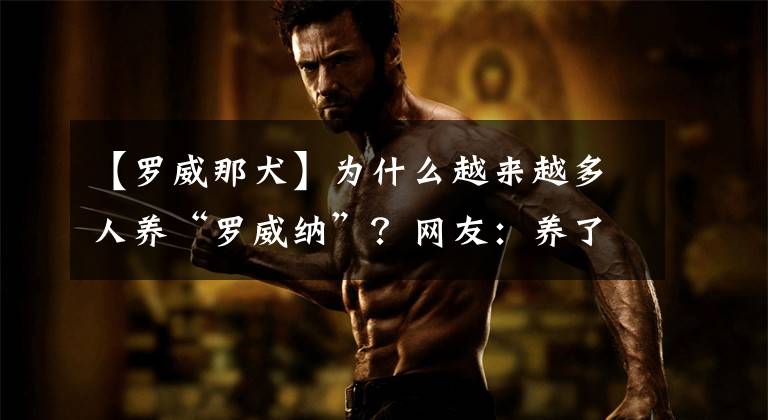 【罗威那犬】为什么越来越多人养“罗威纳”？网友：养了就不想换狗了