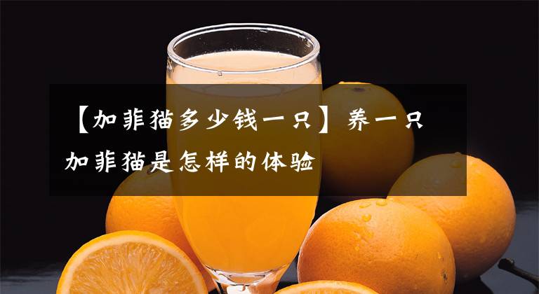 【加菲猫多少钱一只】养一只加菲猫是怎样的体验