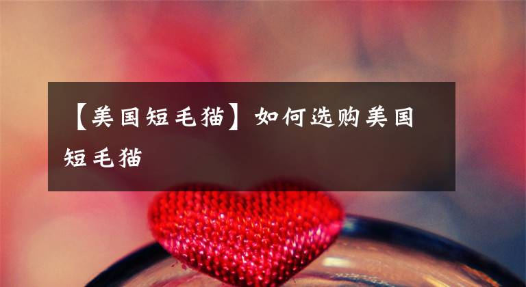 【美国短毛猫】如何选购美国短毛猫