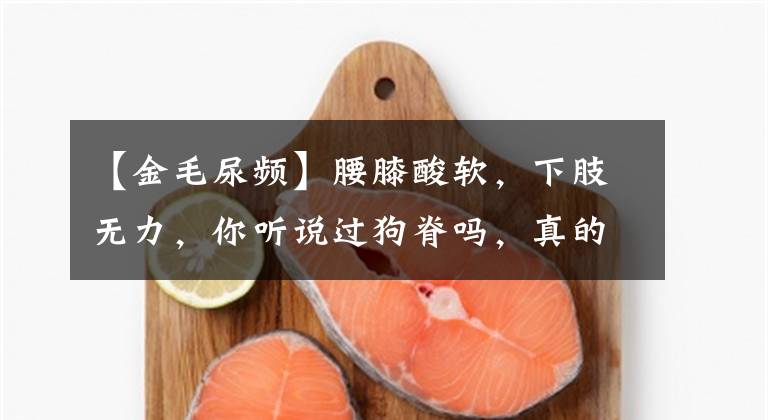 【金毛尿频】腰膝酸软，下肢无力，你听说过狗脊吗，真的是狗的脊梁？
