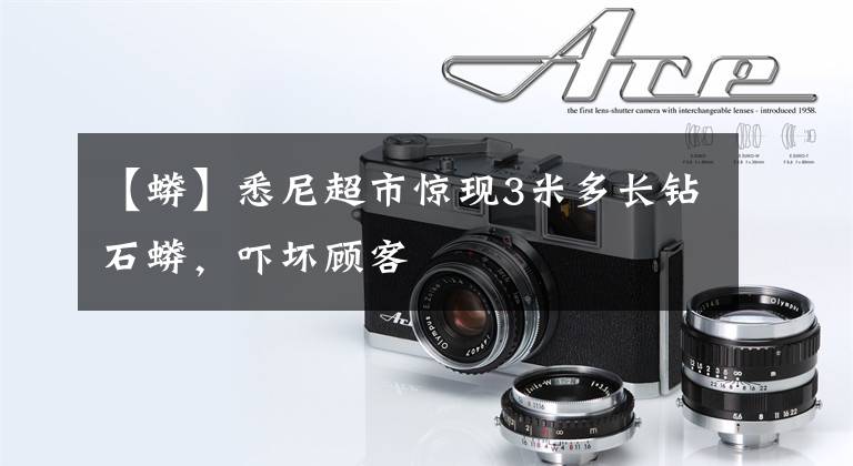 【蟒】悉尼超市惊现3米多长钻石蟒,吓坏顾客