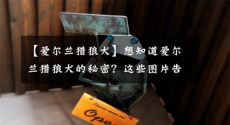 【爱尔兰猎狼犬】想知道爱尔兰猎狼犬的秘密？这些图片告诉你大宠物的秘密