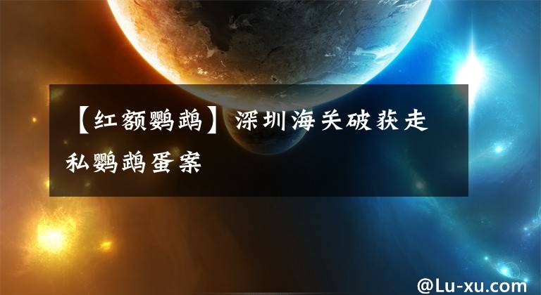 【红额鹦鹉】深圳海关破获走私鹦鹉蛋案