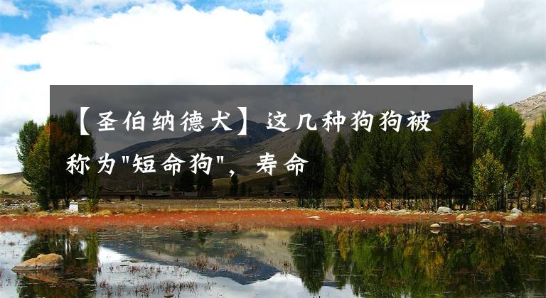 【圣伯纳德犬】这几种狗狗被称为"短命狗",寿命不长你养的品种是吗?