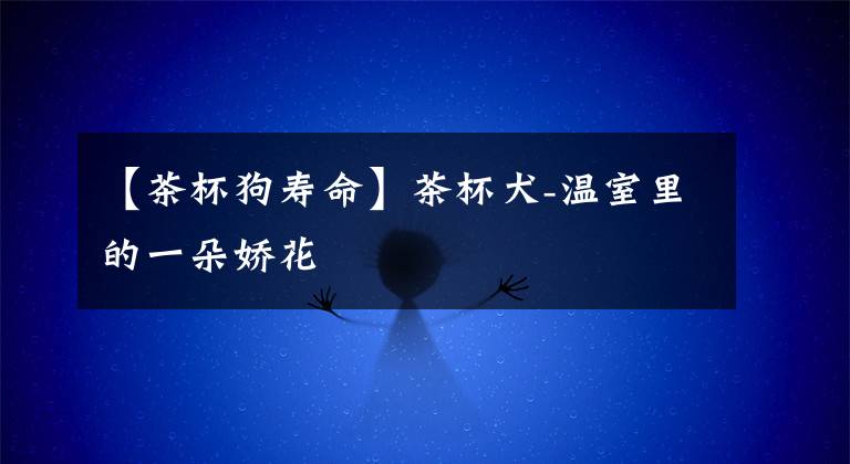 【茶杯狗寿命】茶杯犬-温室里的一朵娇花